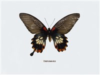 藏品(大鳳蝶)的圖片